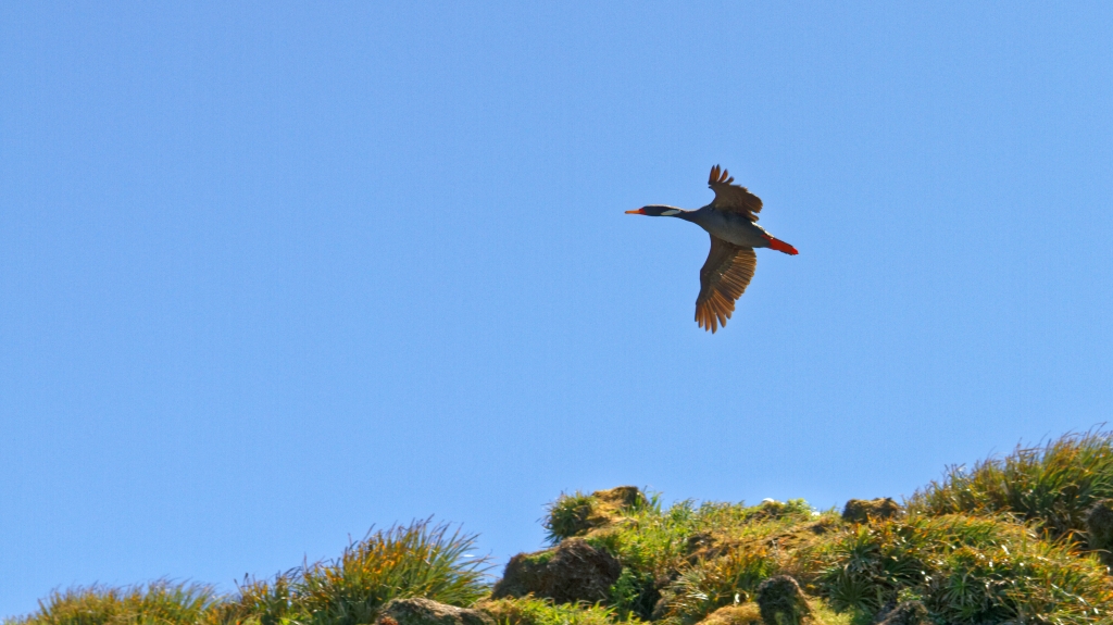 11 - Île de Chiloé (7).jpg